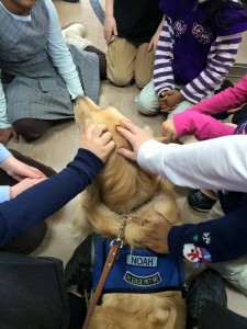 Noah Comfort Dog 1